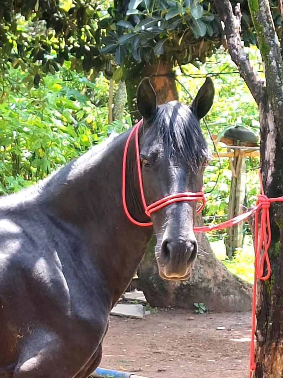 Égua Preta Marchadeira - Mangalarga  - Foto 2