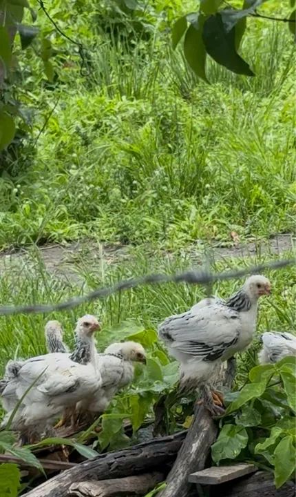 Pintos Brahma Ligth - Foto 2