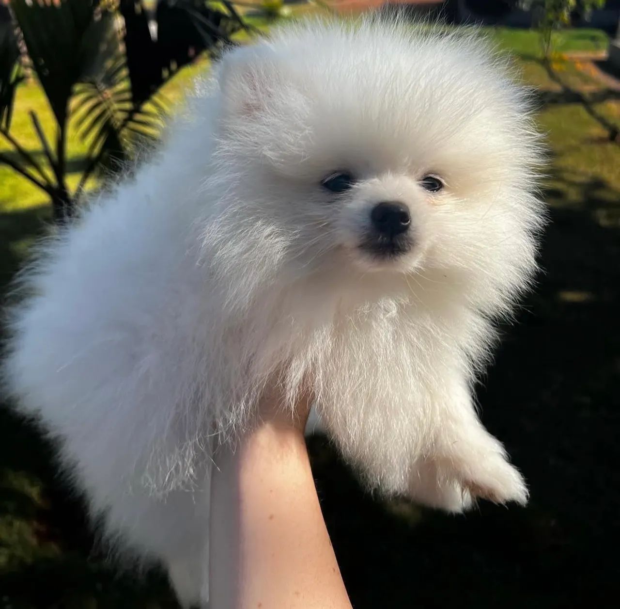 Lulu Ursinho Pomerânia a pronta entrega - Foto 2