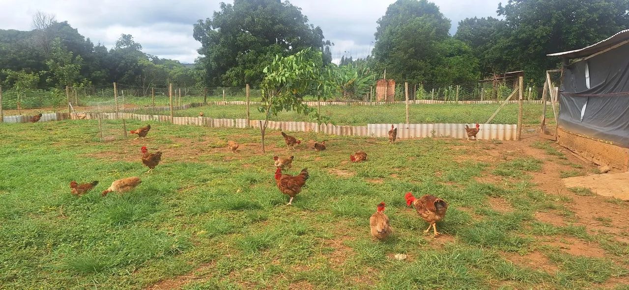 Chácara maravilhosa no Rajadinha-DF. PERTINHO DO ASFALTO . - Foto 4