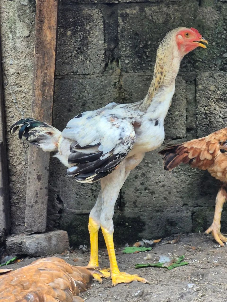 FRANGOS CAIANOS - MACHOS JOVENS 