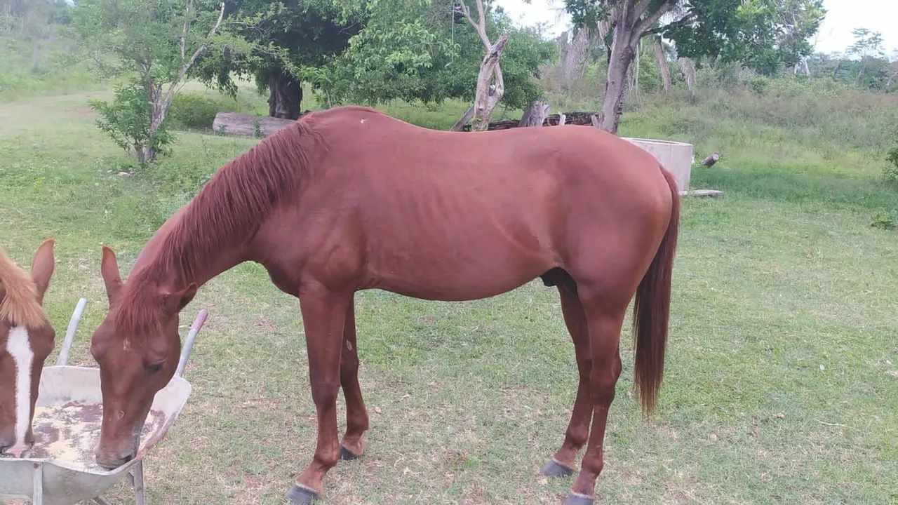 Cavalo quarto de milha 3 ano