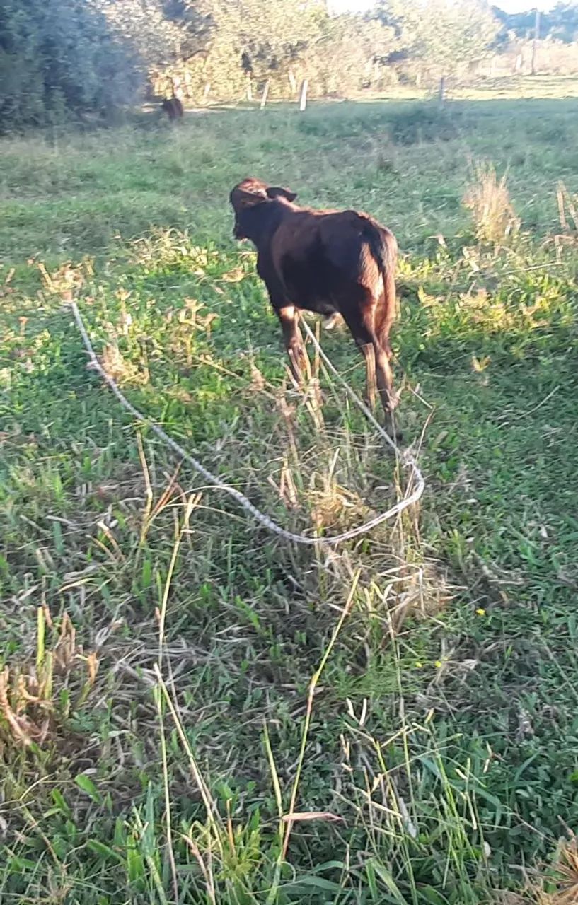 Vaca com cria - Foto 2