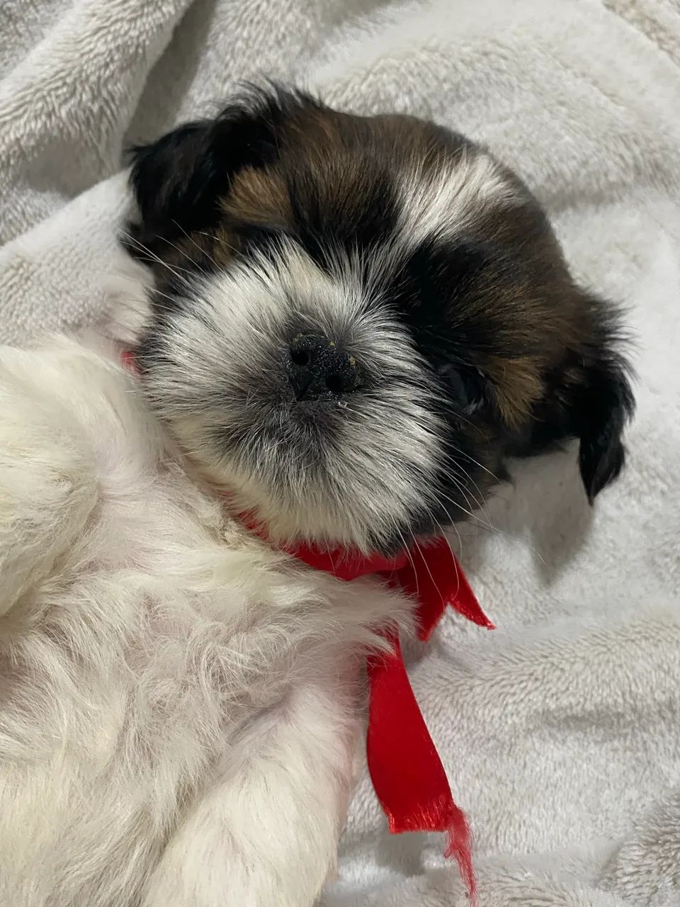Fêmea shihtzu pura  - Foto 4