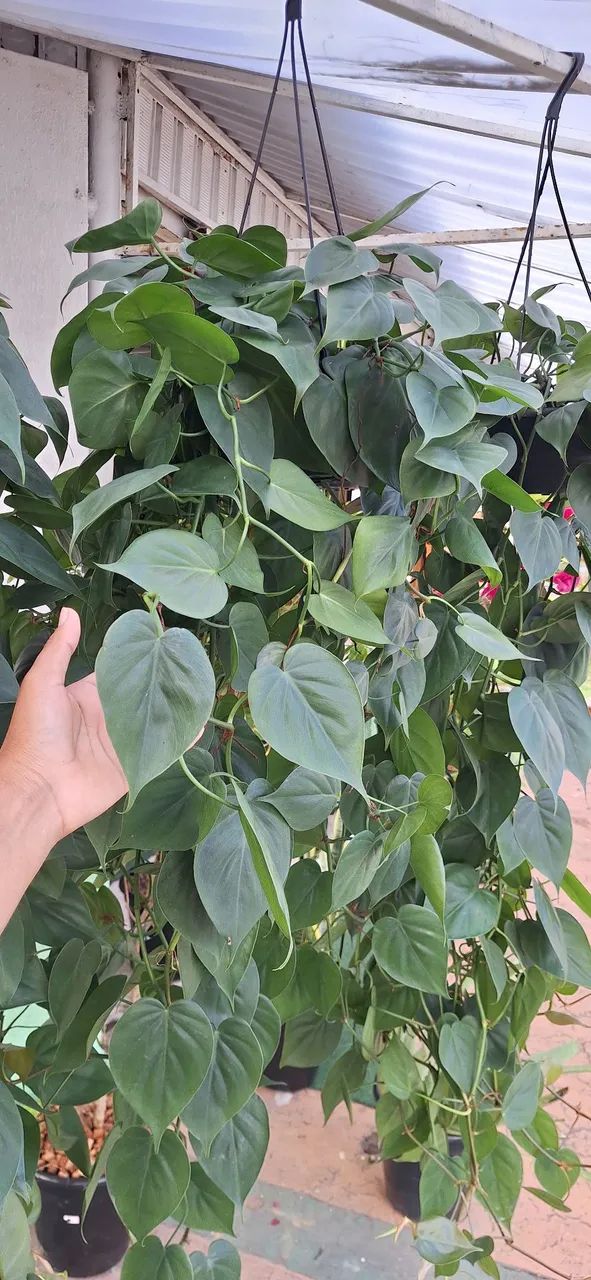 Planta filodendro verde (enorme) - Foto 2