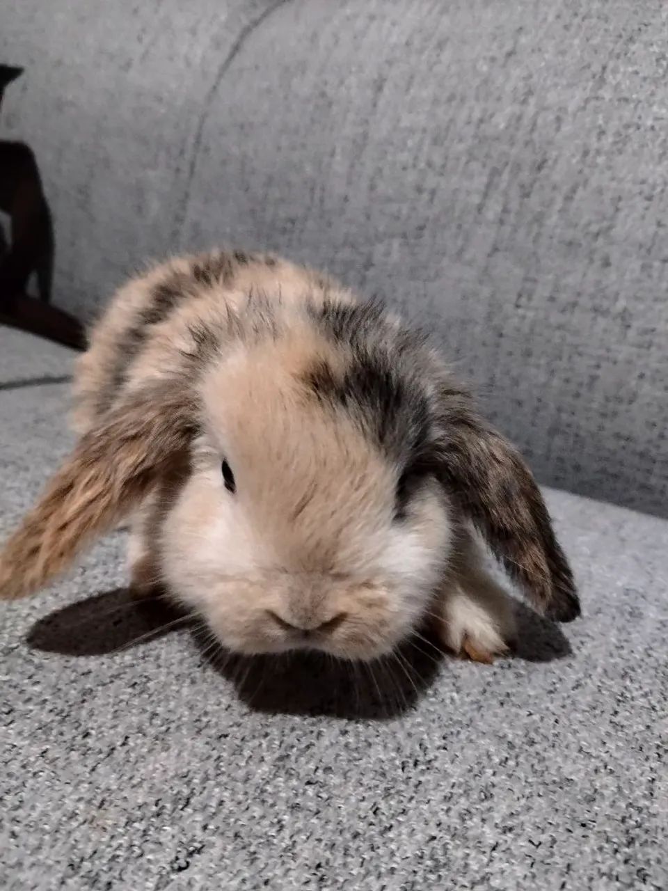 Coelhos  - Foto 5
