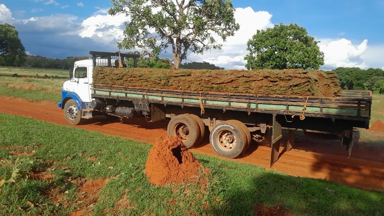 Gramas batatais esmeralda e são carlos  - Foto 4