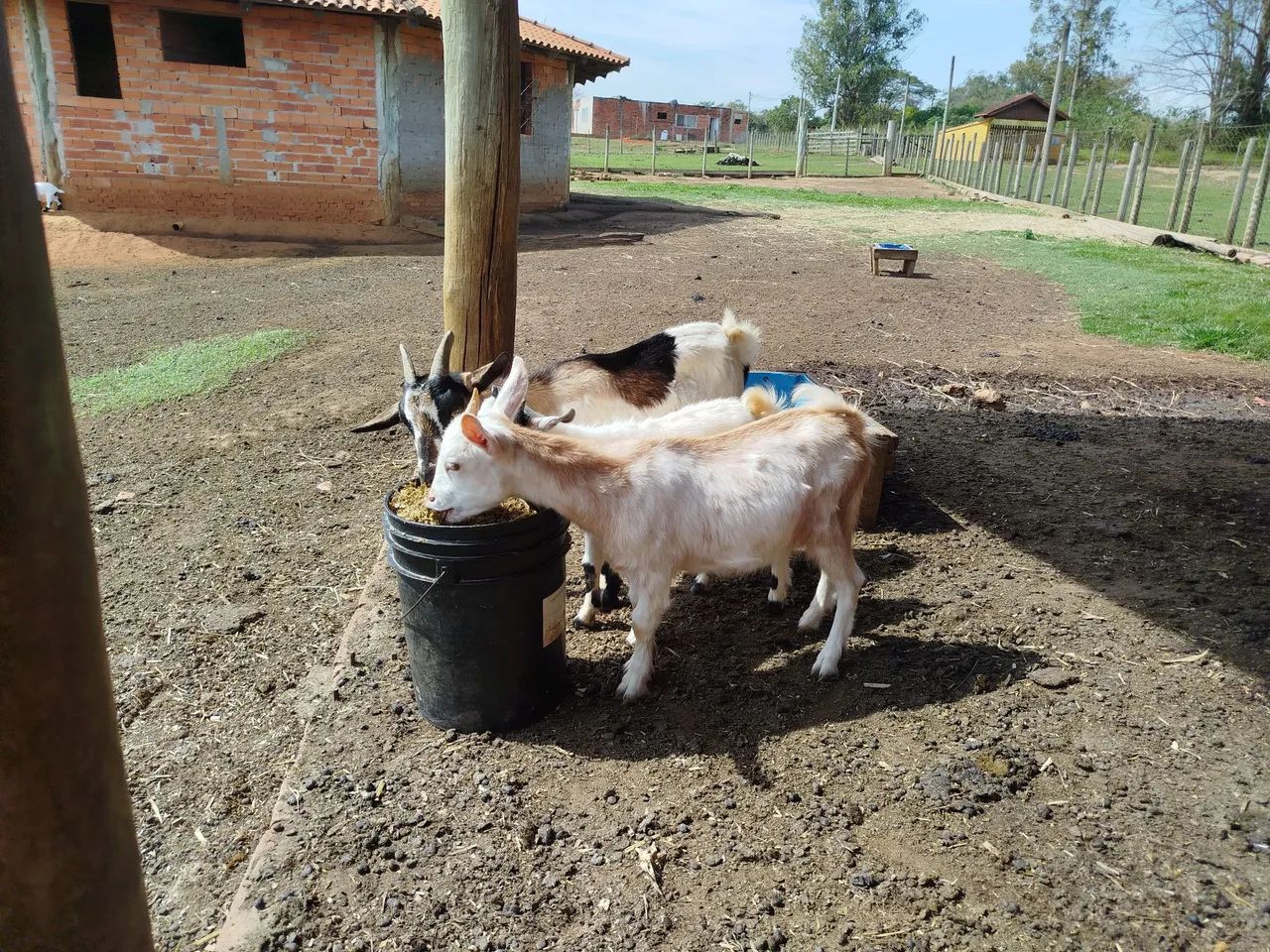 Mini cabra - Foto 4