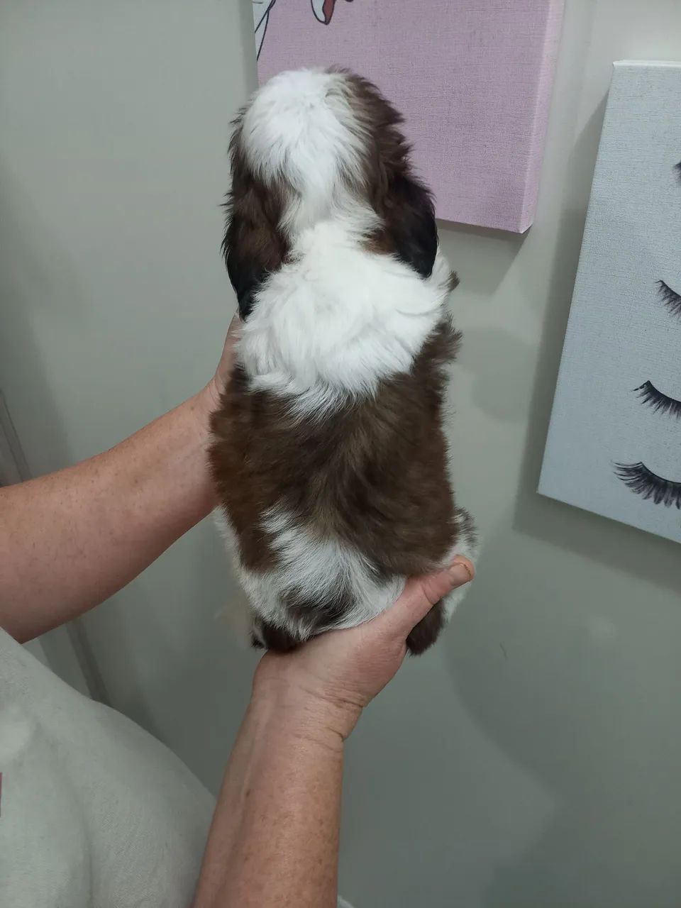 Mini shih tzu  - Foto 3