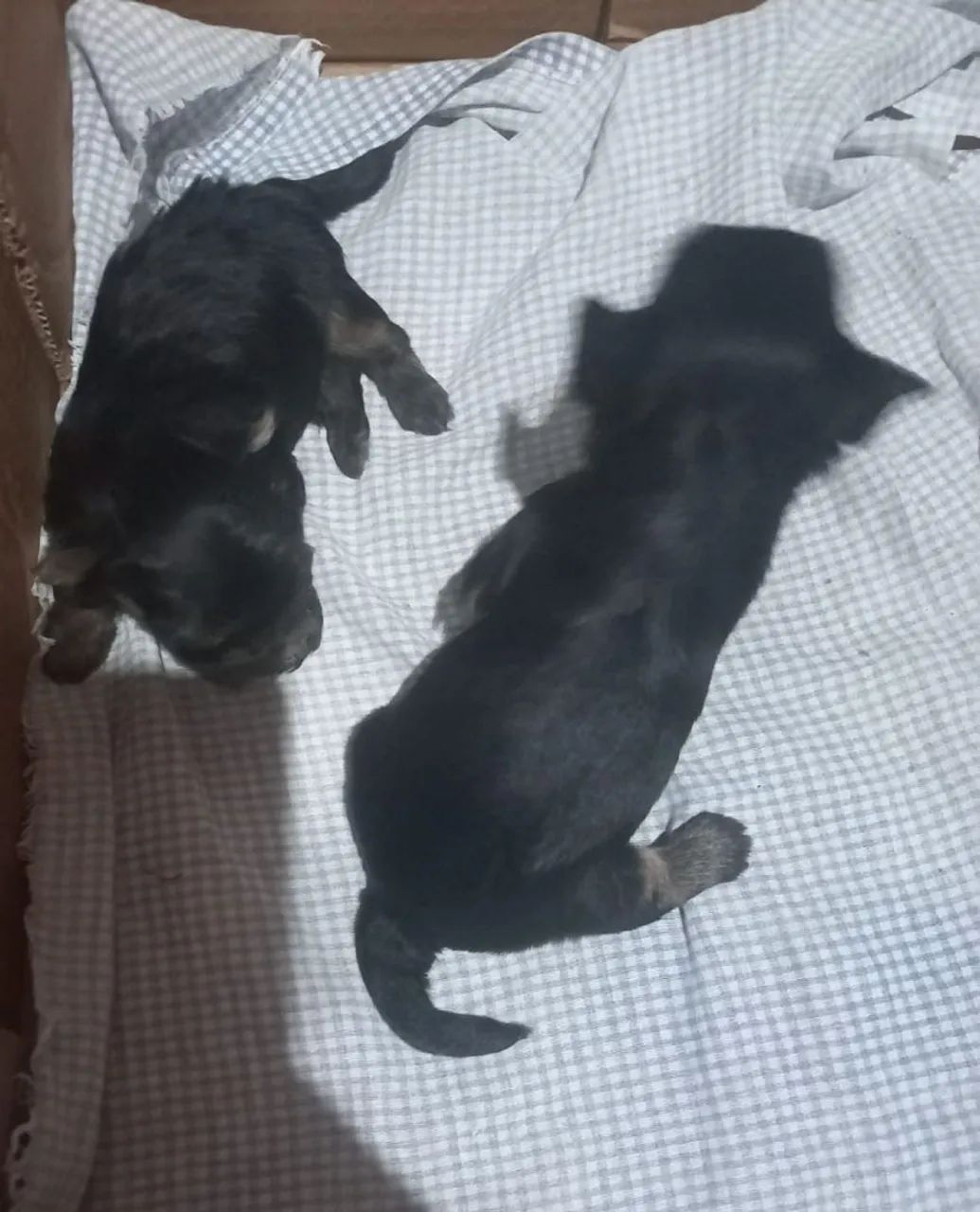 Cachorro yorkshire macho (micro)