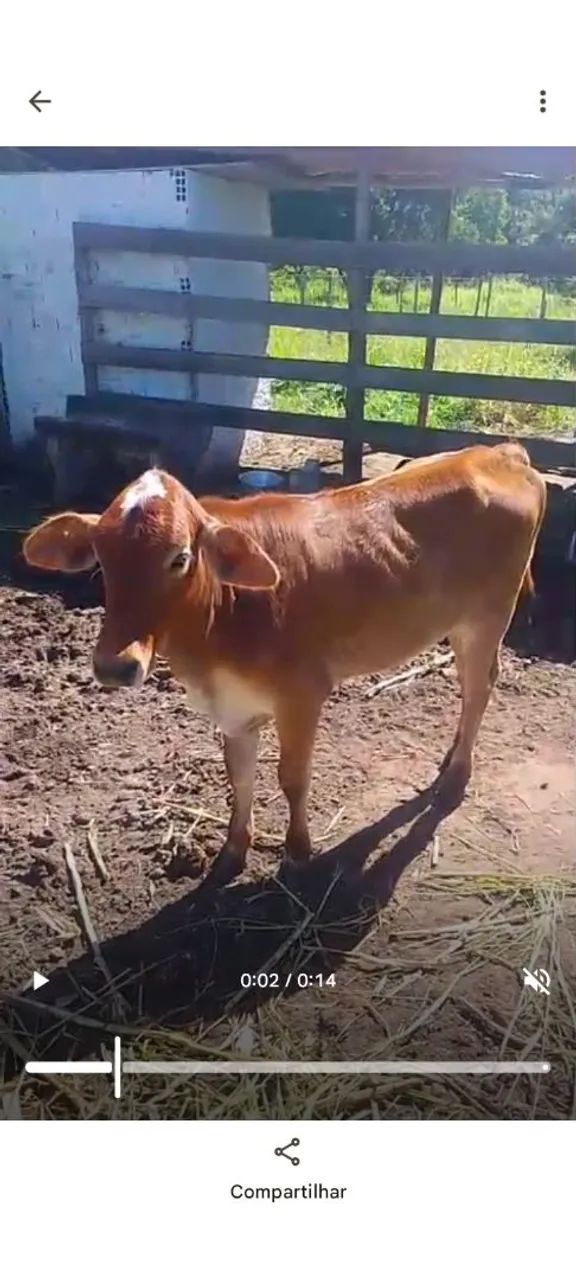 Girolando 3/4 e Bezerra com leite ao pé.
