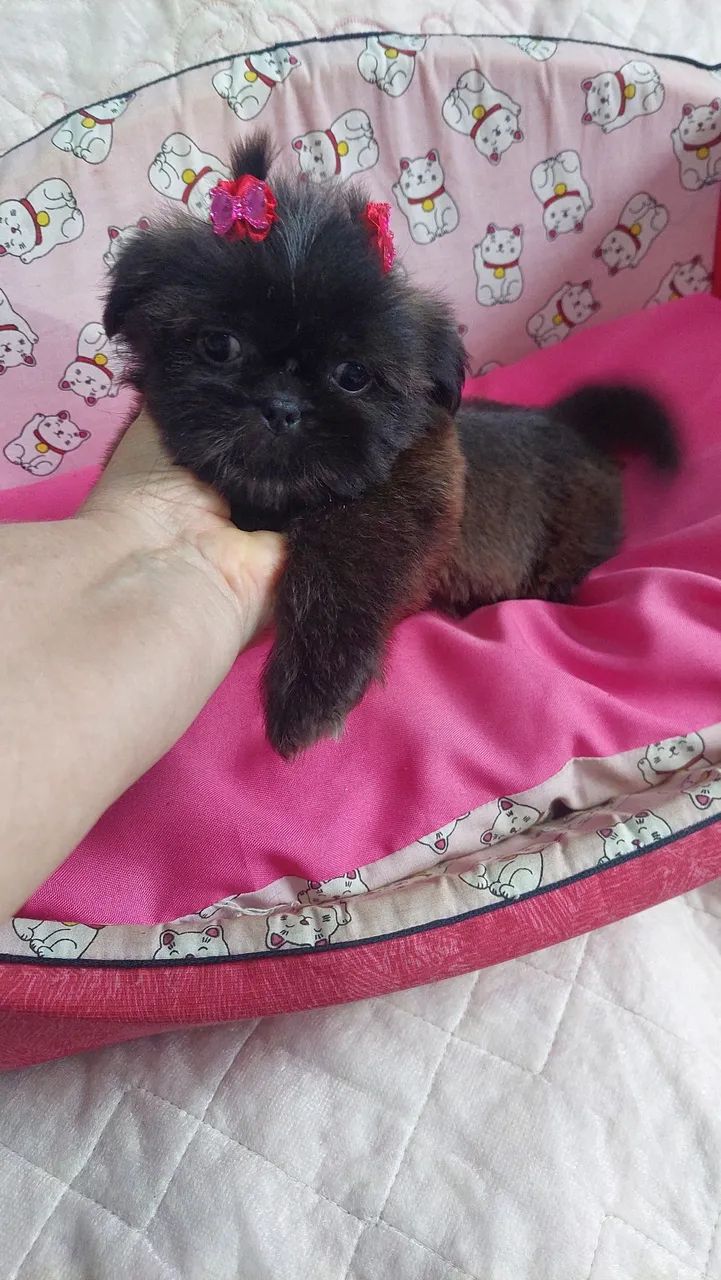 Fêmea shihtzu  - Foto 2