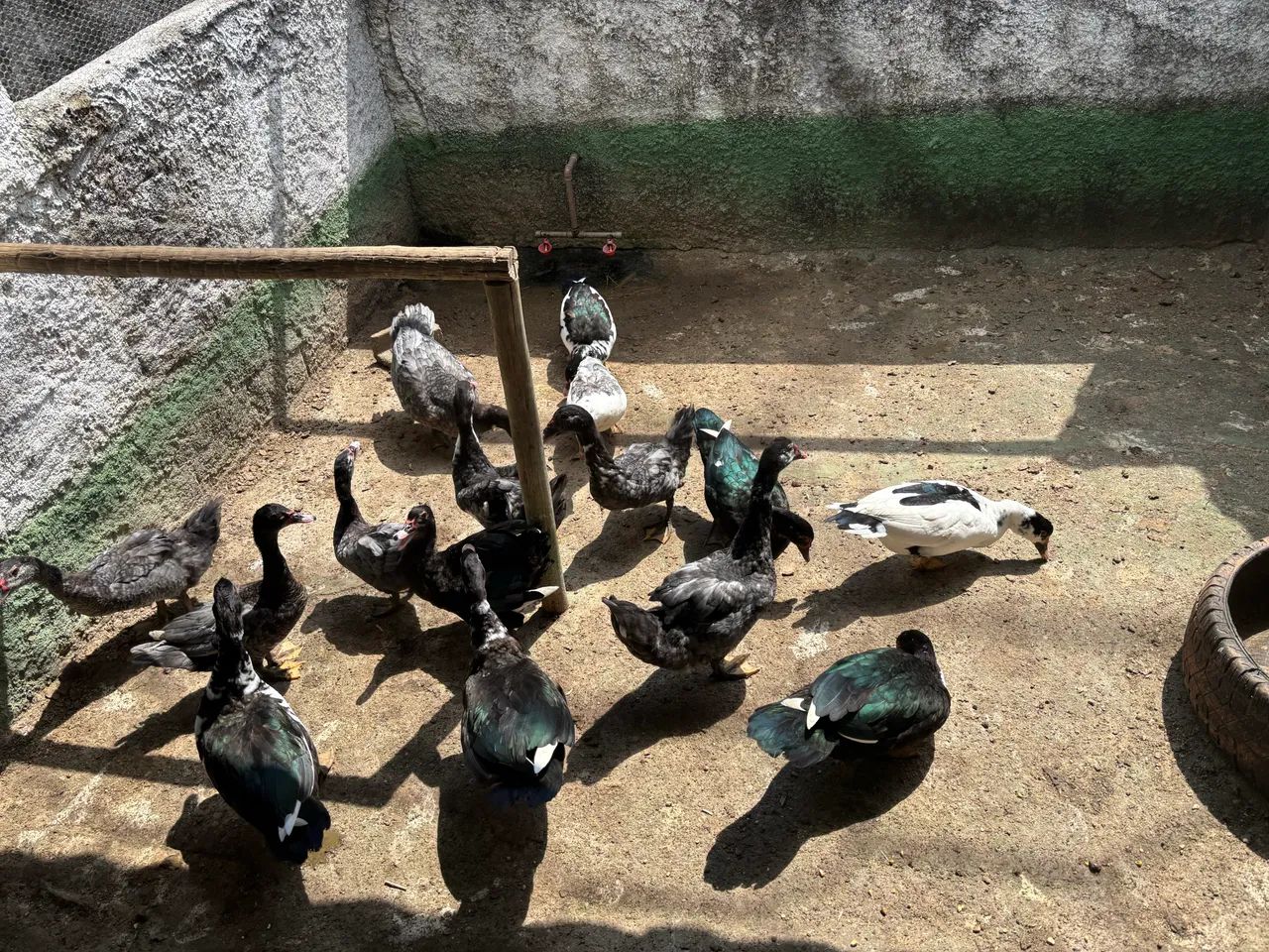 Patos jovens 