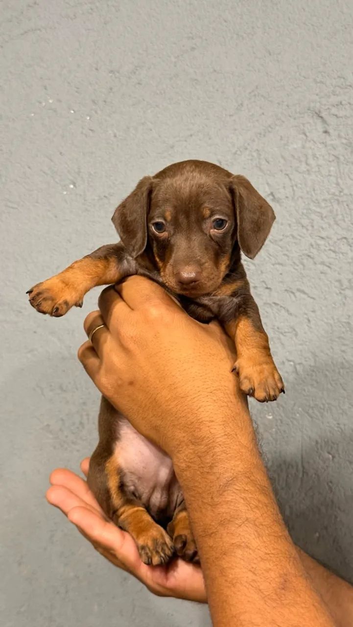 Dachshund Macho Chocolate  - Foto 3