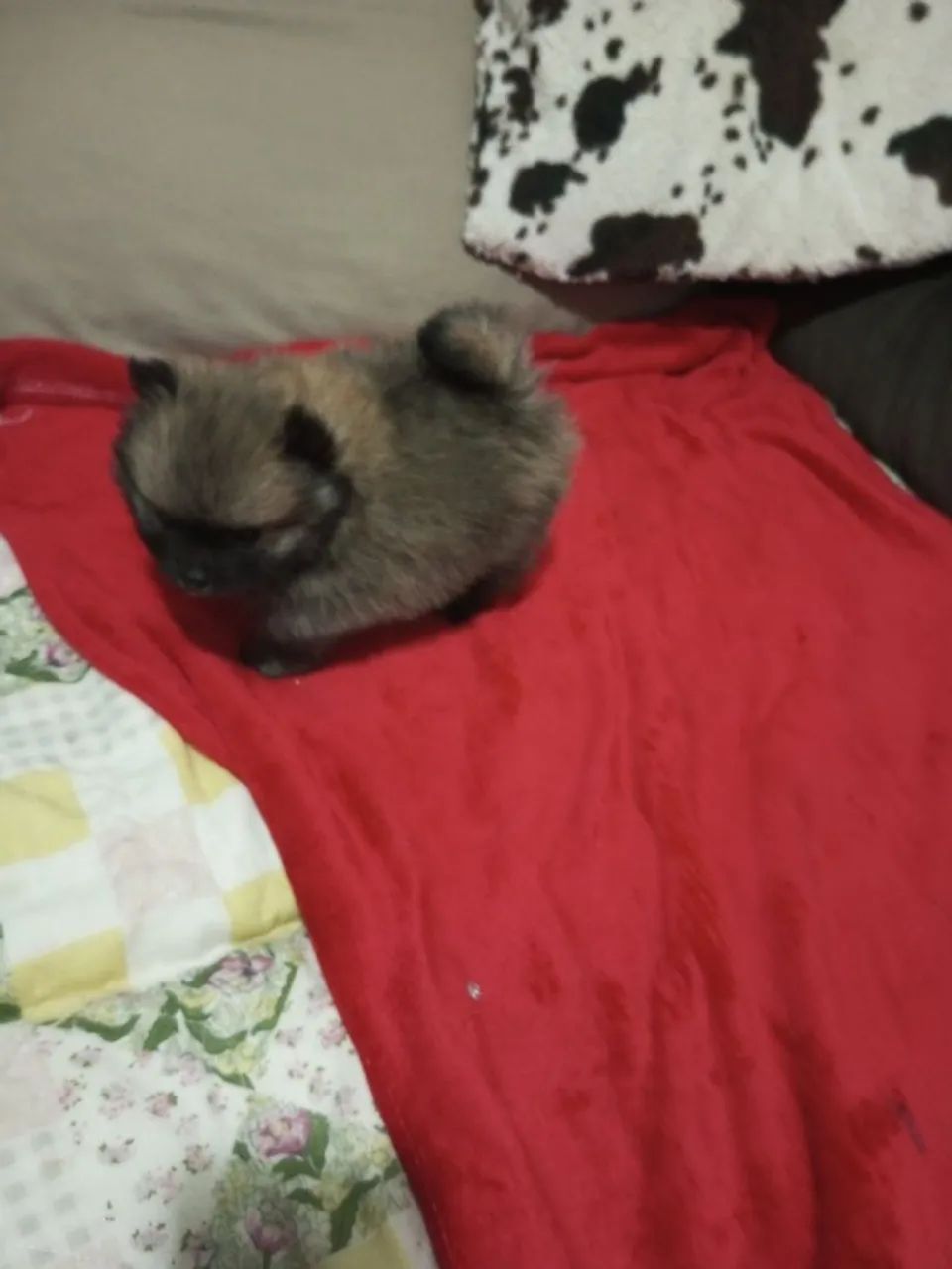 Spitz macho.filhotes. - Foto 5
