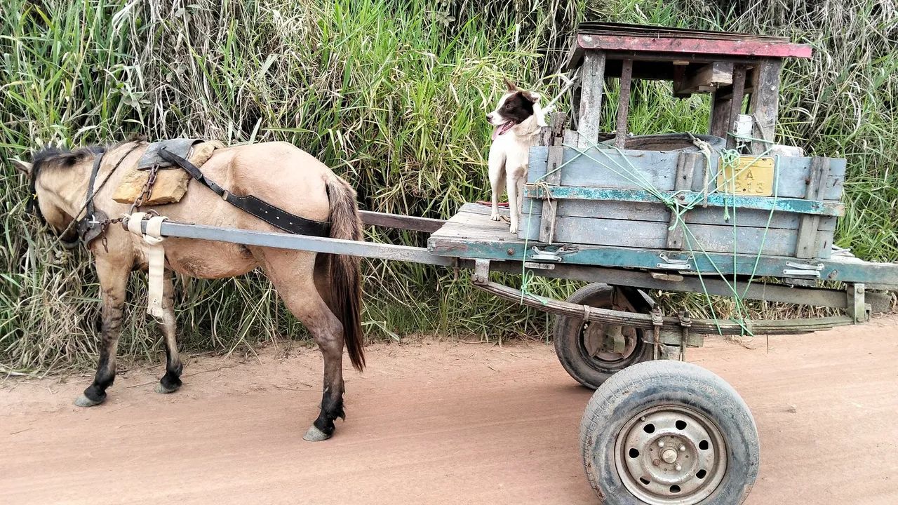 Cavalo com carroça  - Foto 5