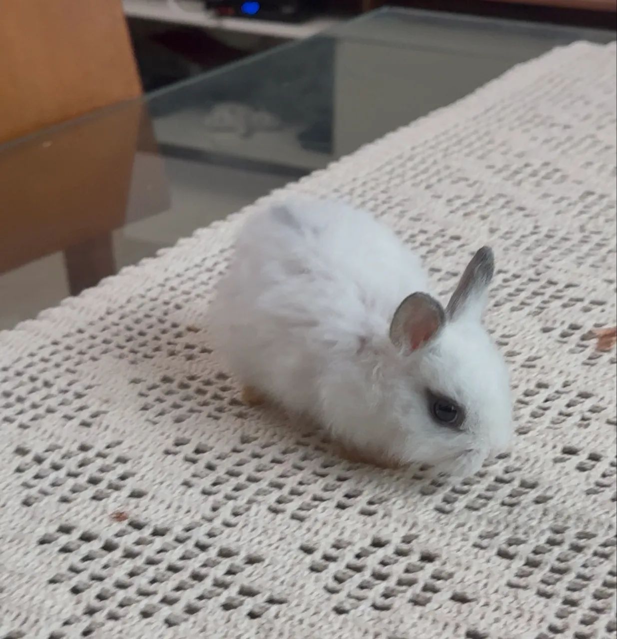 Coelho anão netherland dwarf - Foto 4