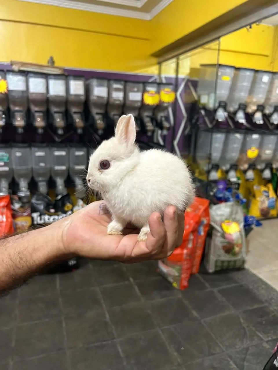 Mini coelho  - Foto 2