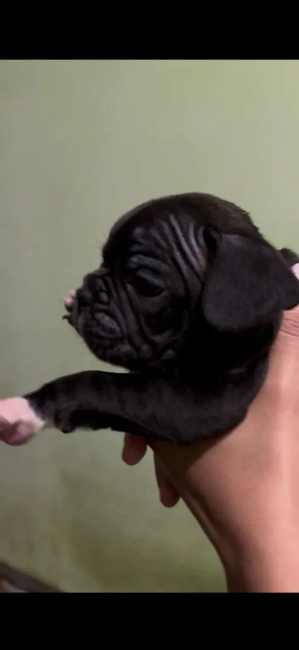 Bulldog francês macho  - Foto 4