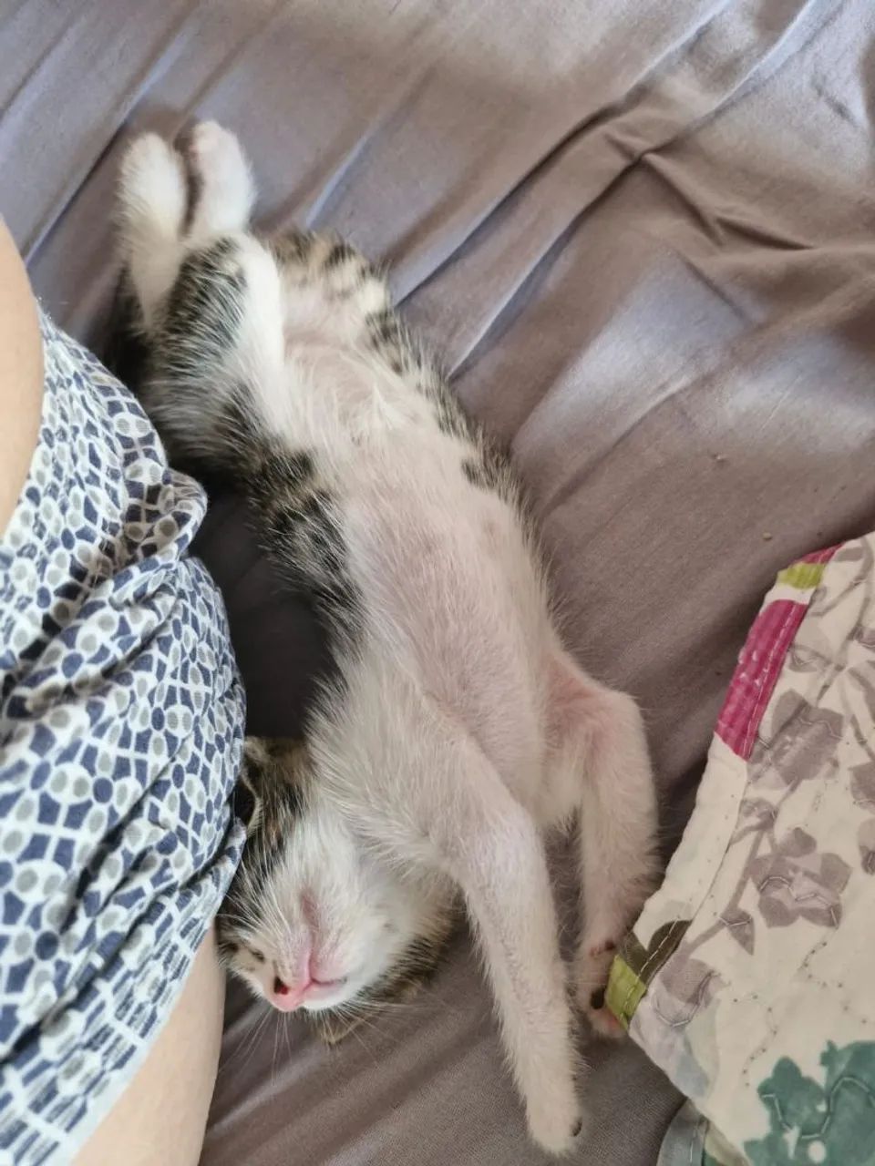 Gatinhos para adoção  - Foto 3