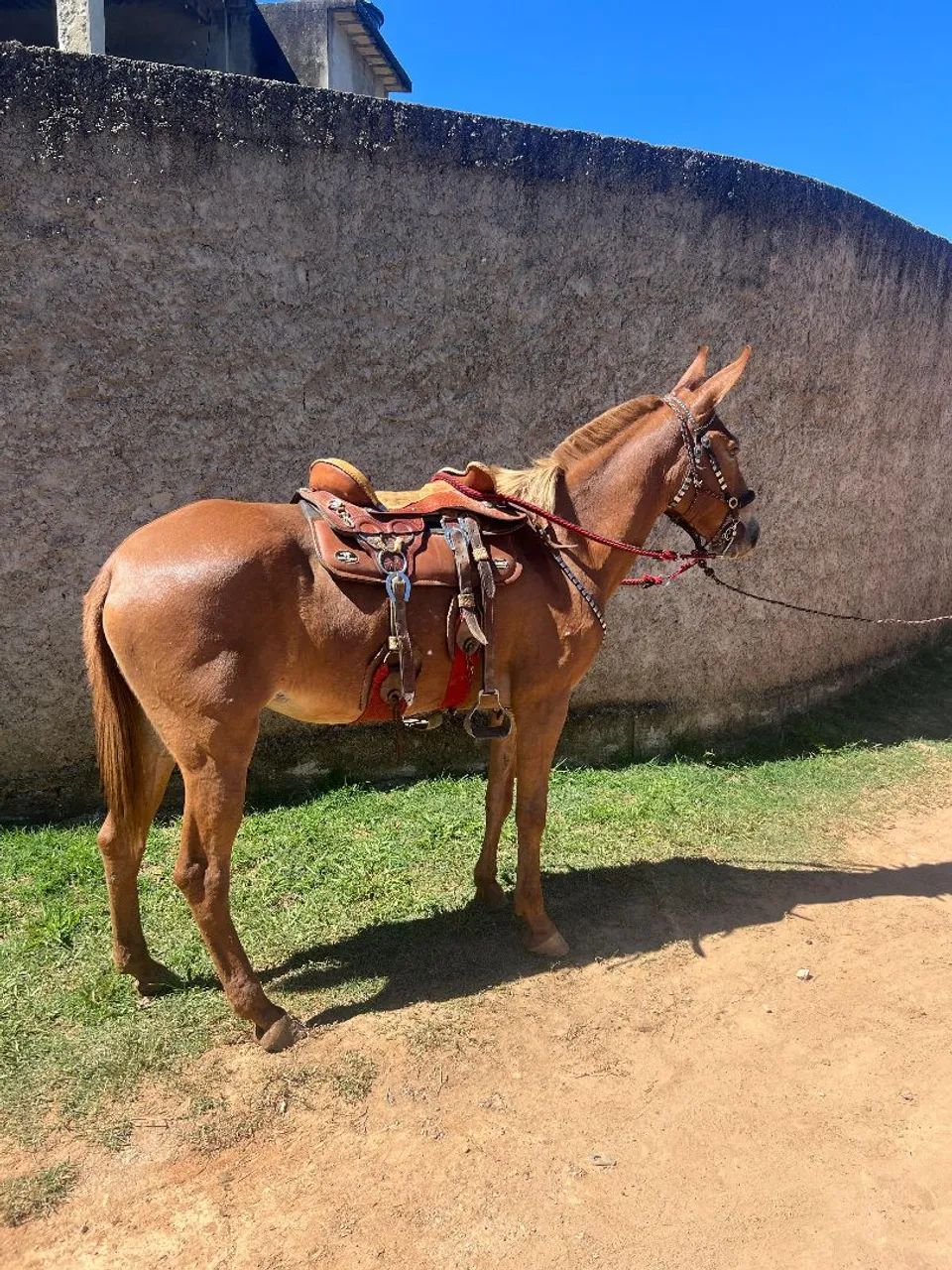 Mula de patrao - Foto 3