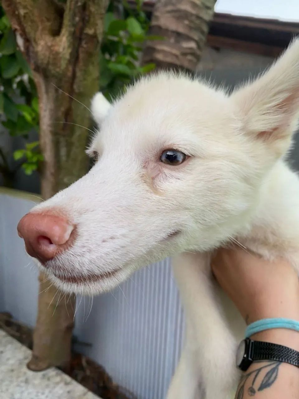 Vende-se HUSKY SIBERIANO  - Foto 3