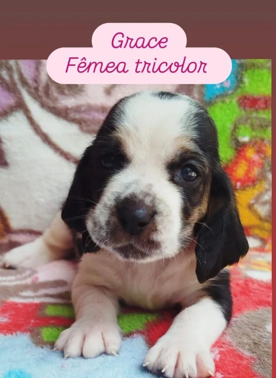 OBasset Hound macho vacinado - Foto 2