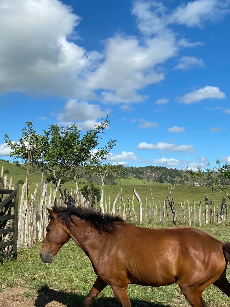 Cavalo marcha picada  - Foto 2