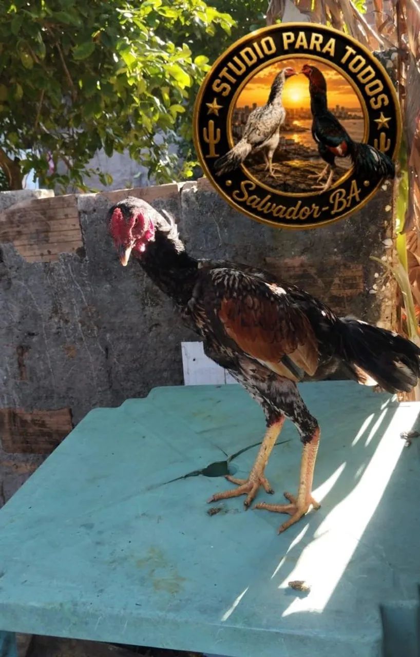 Frango de raça, pena de galinha  - Foto 2
