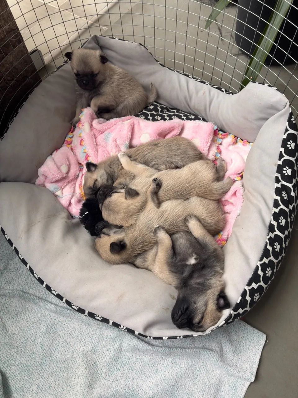 Filhote de pug  - Foto 4