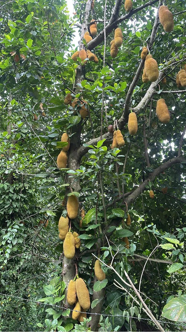 VENDO LINDO SÍTIO NA SERRA DO MENDANHA. - Foto 2
