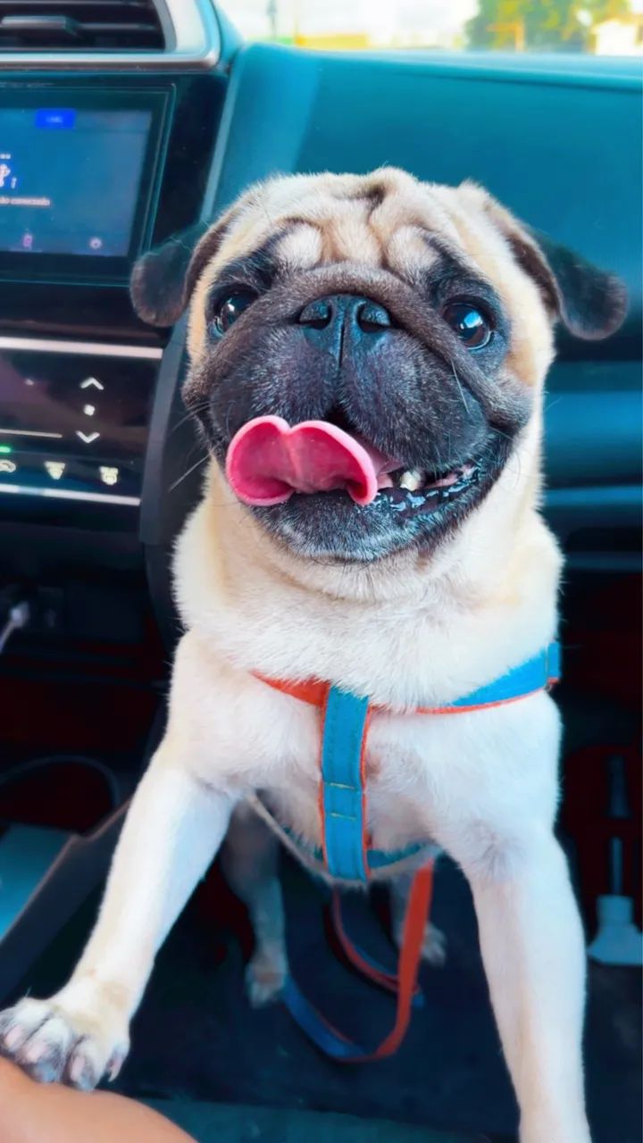 Pug macho