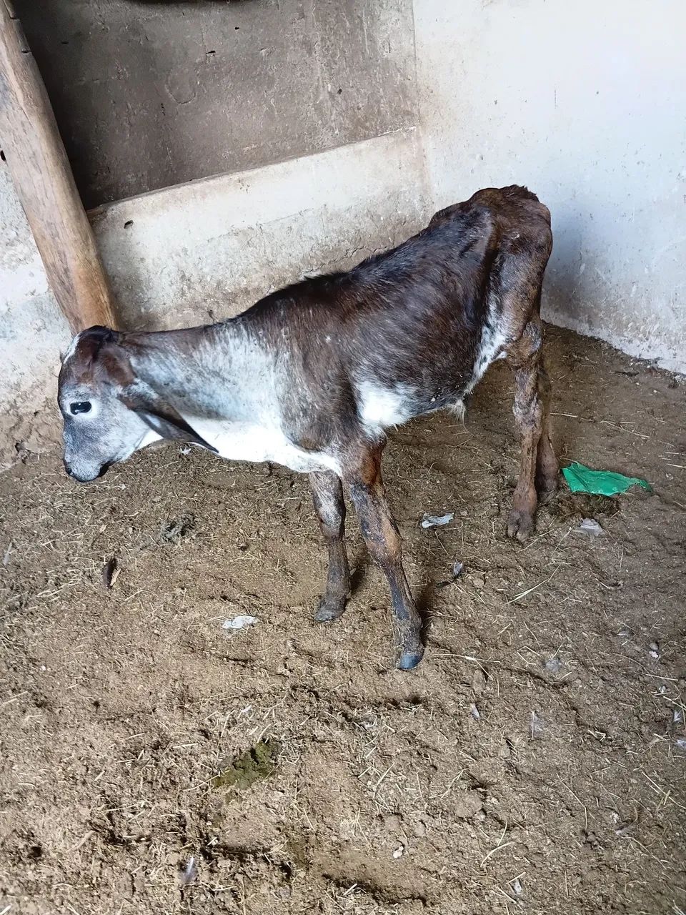 Manço bonito 7 meses