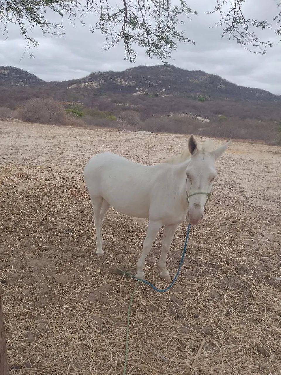 Vendo burro manso - Foto 5