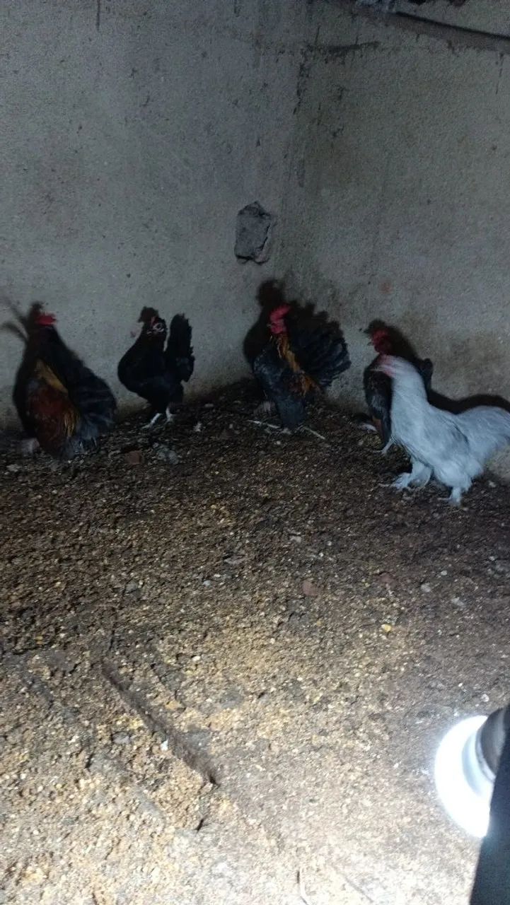 Serama e mini comchim  - Foto 3