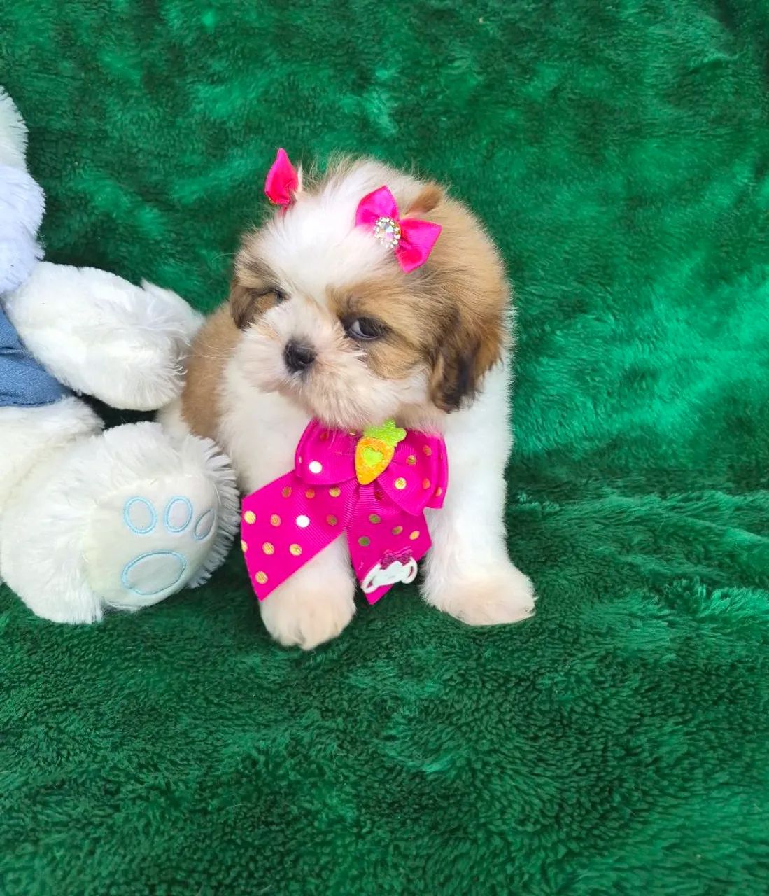 Shitzu branca e dourada - Foto 4