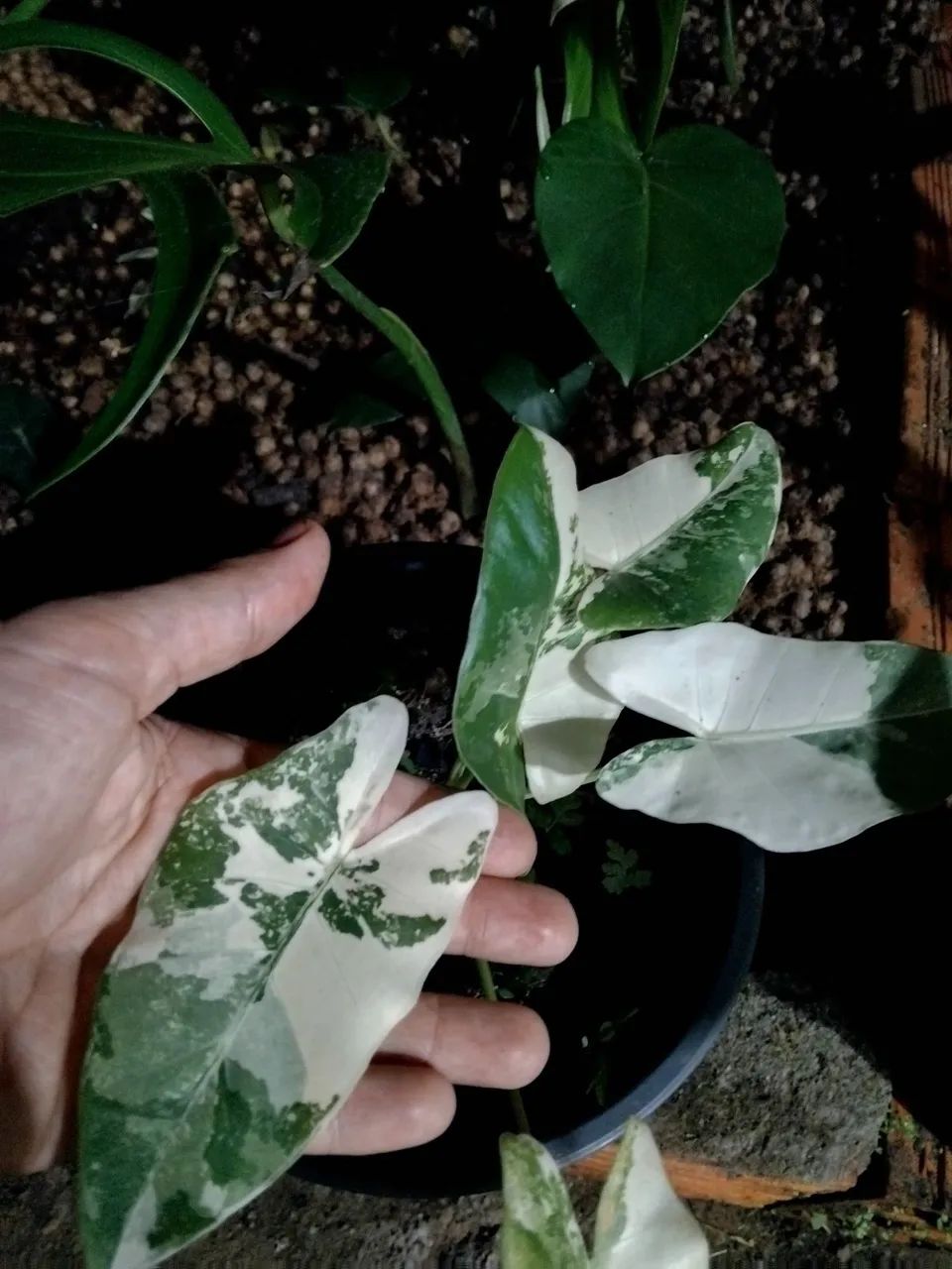 Alocasia Macrorrhiza Variegata (mudas) - Foto 4