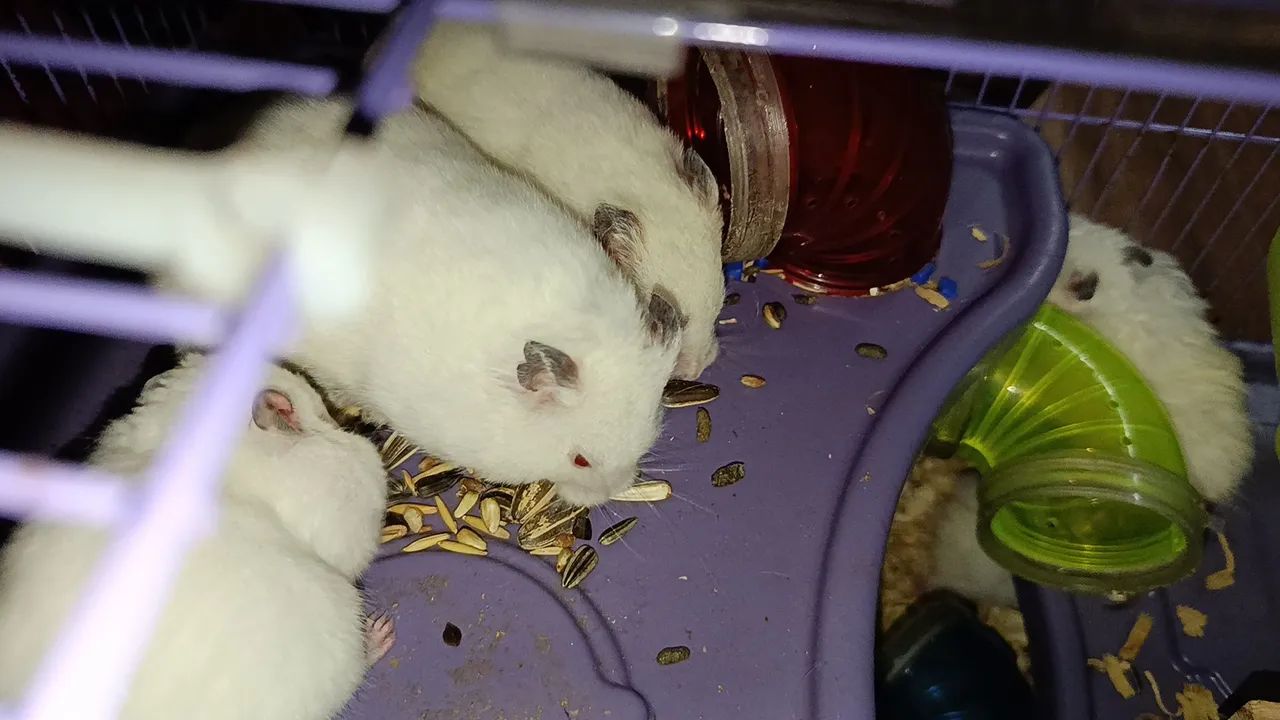 Hamster sírios  - Foto 2