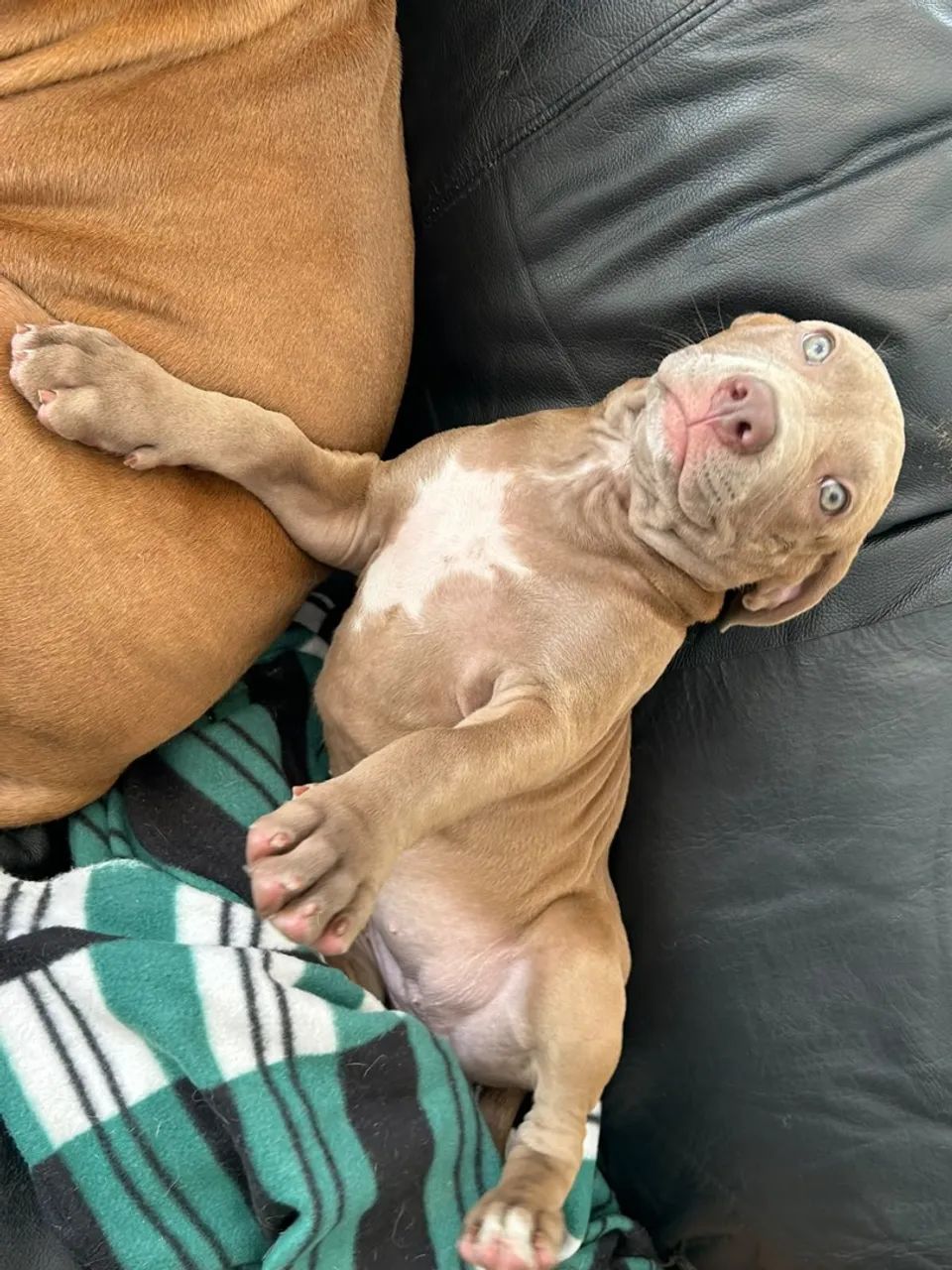Pittbull  - Foto 4