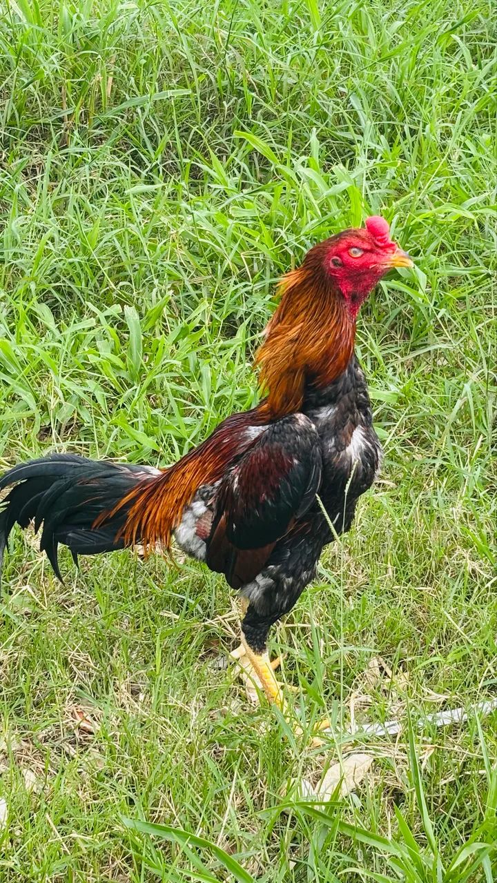 Galo índio 