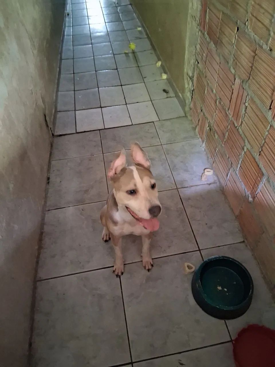 PITBULL FÊMEA  - Foto 2
