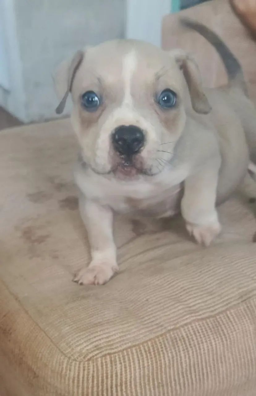 Animais de estimação  - Foto 2