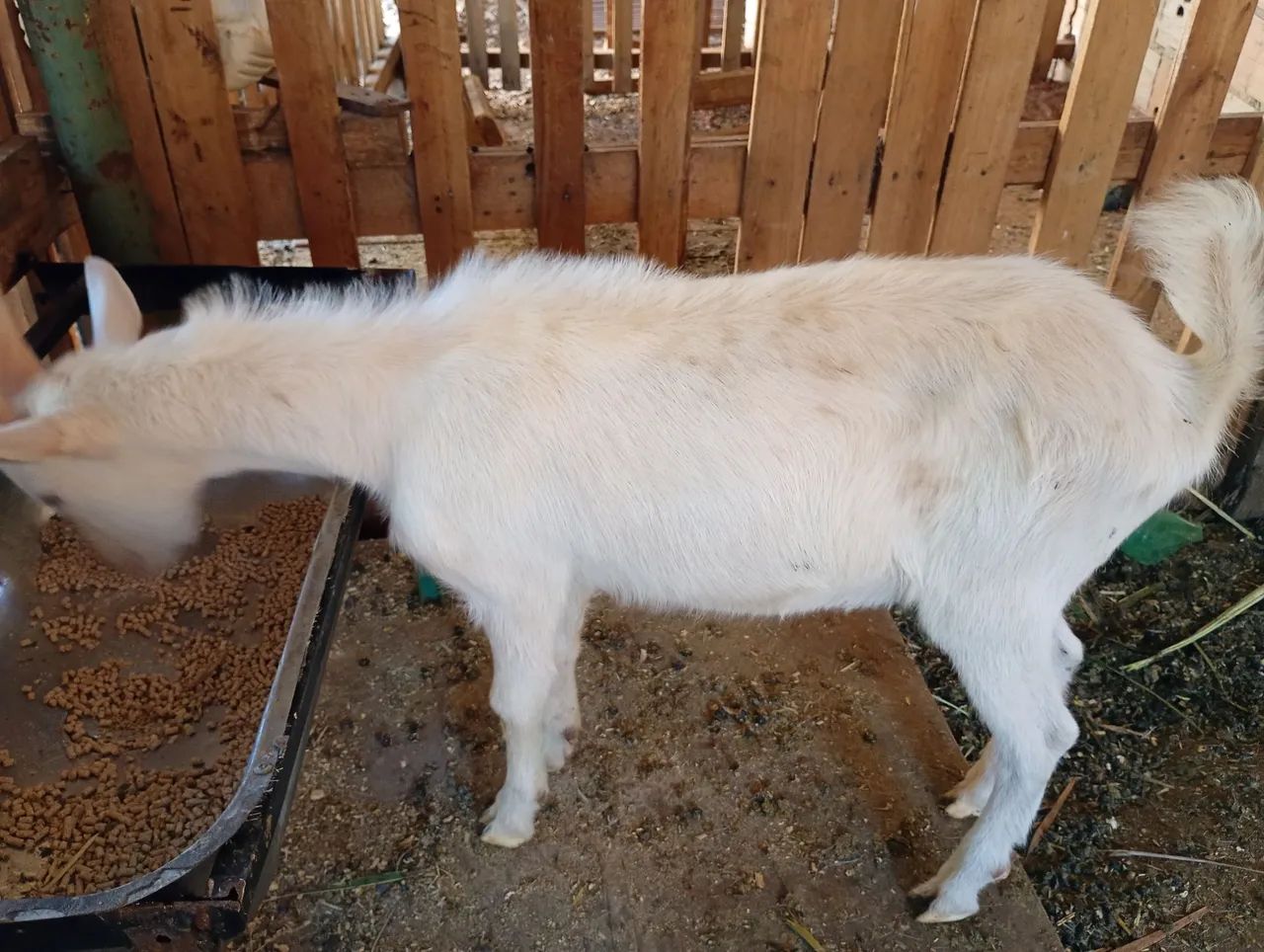 Vende-se bode da raça saanen  - Foto 4