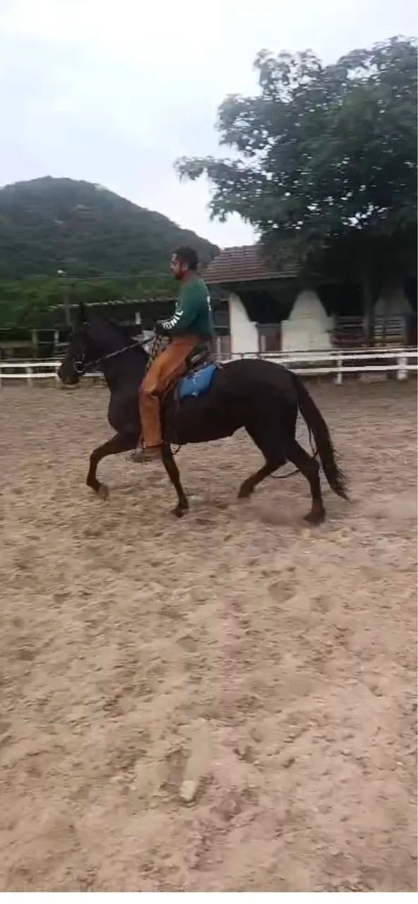 Égua Mangalarga Marchador de Pista - Foto 5