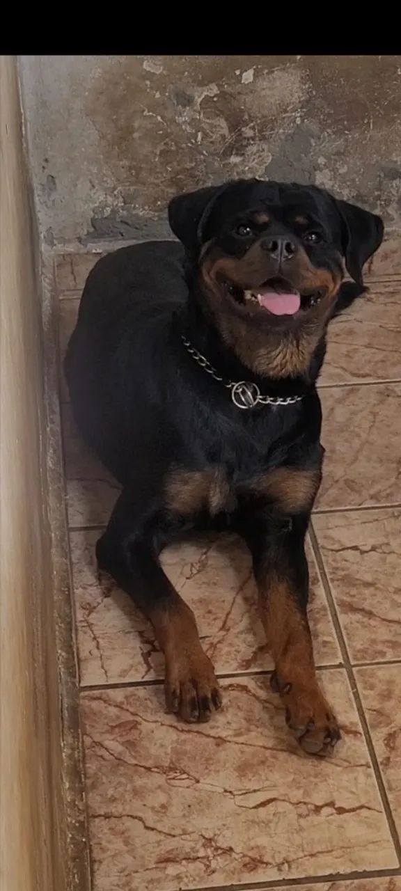 Rottweiler 