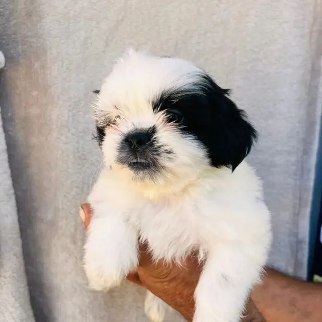 shihtzu Filhote - Pequeno e Saudável