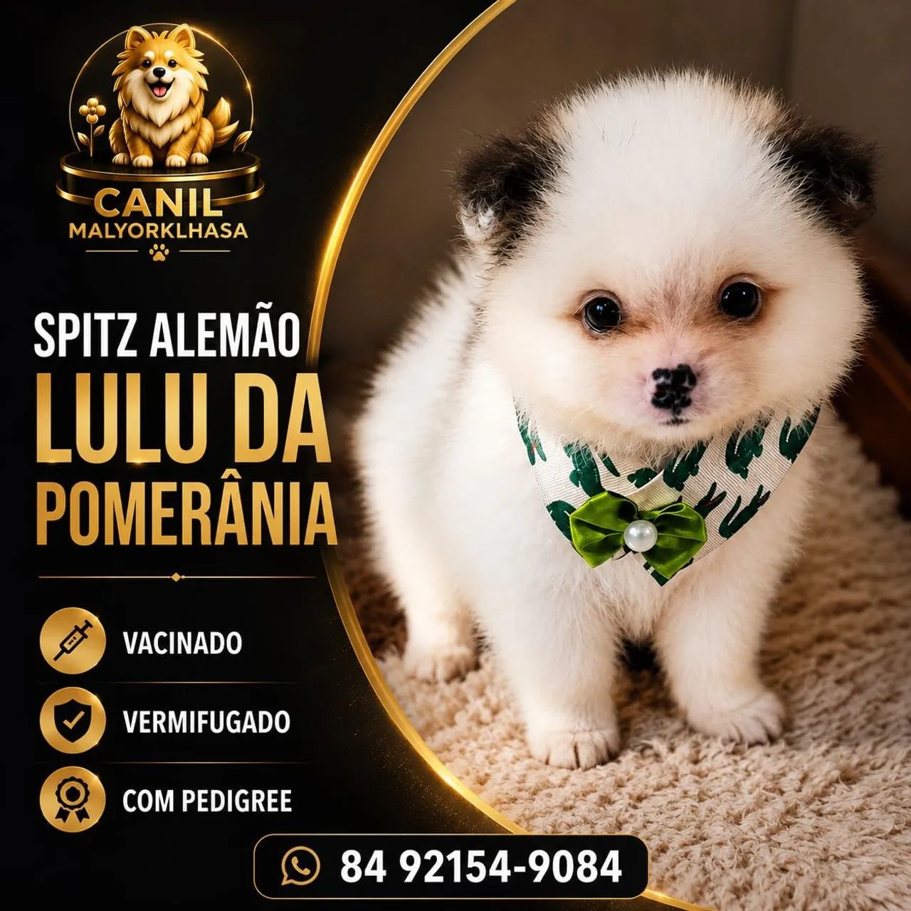 Spitz Alemão Anão  - Foto 2