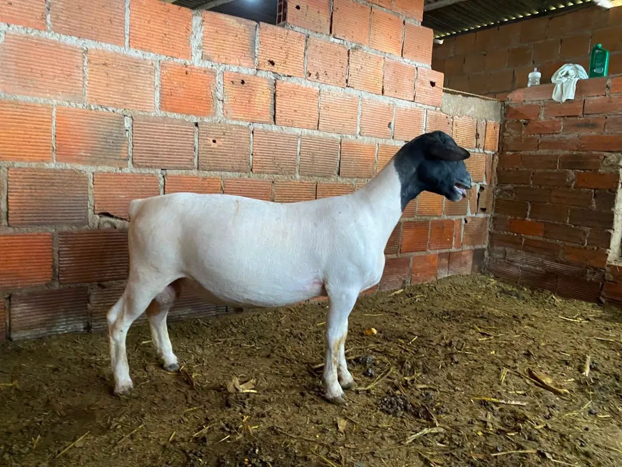 Borrego  - Foto 4