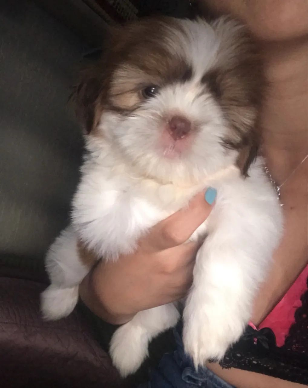 Shih tzu mini figo  - Foto 3