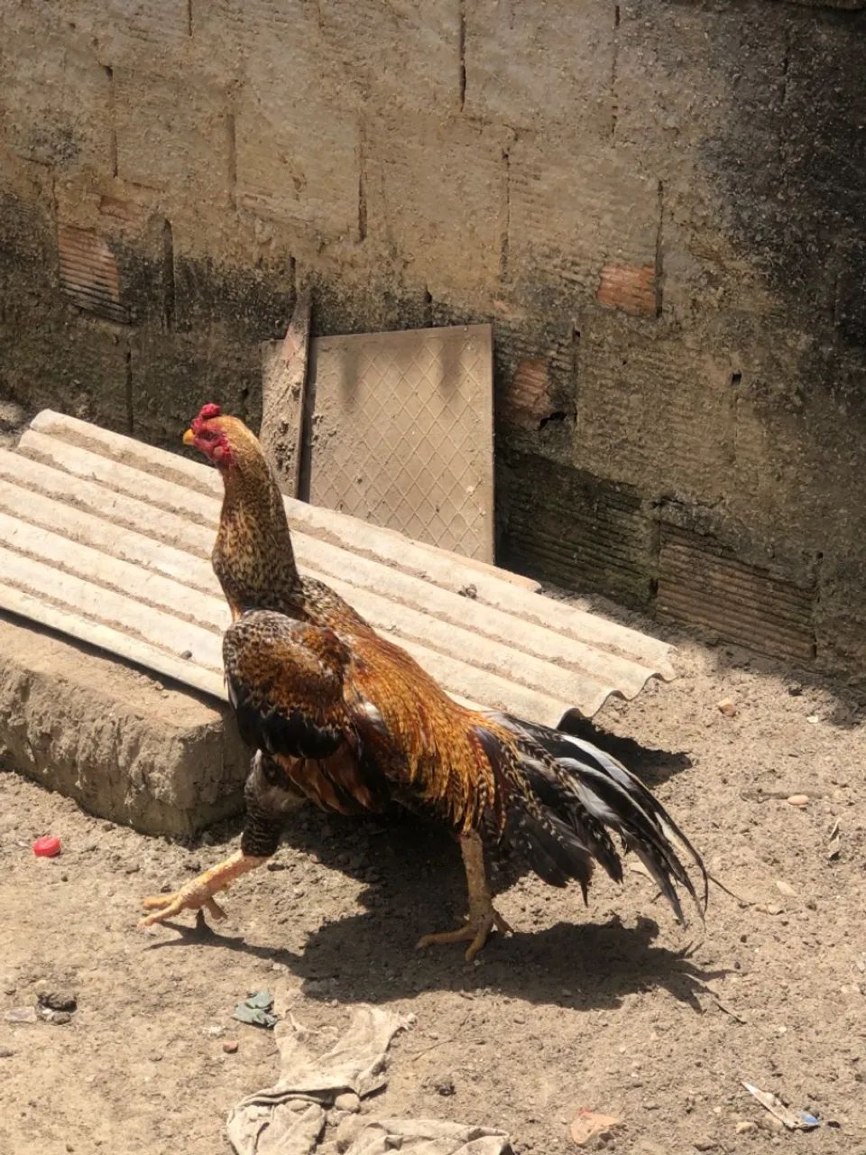 Galo Pedrês  - Foto 2